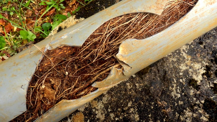 Root intrusion