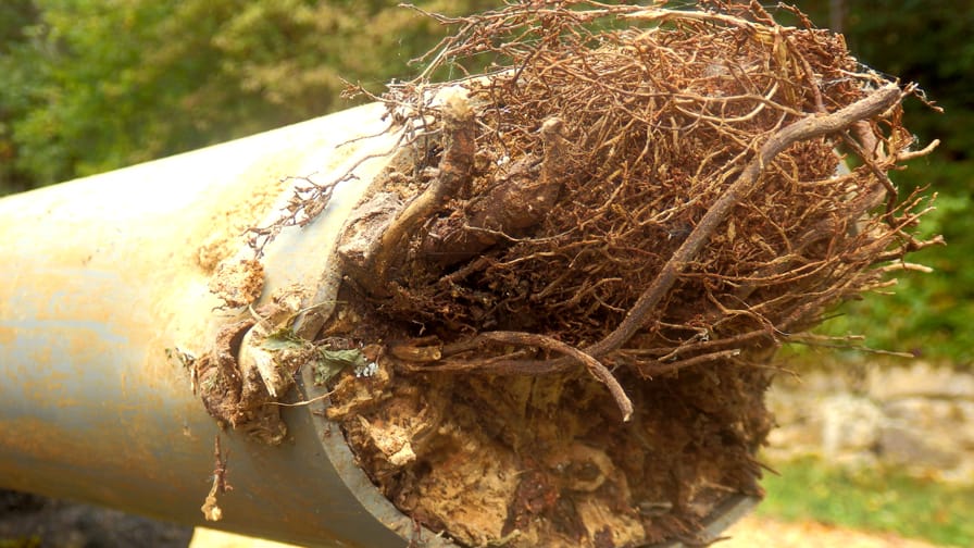 Root intrusion example